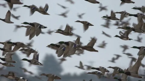 Ducks In Flight Stock Footage