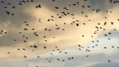 Ducks In Flight Stock Footage 168547068