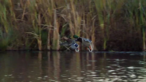 Ducks In Flight, Landing On Pond 스톡 동영상 142242943