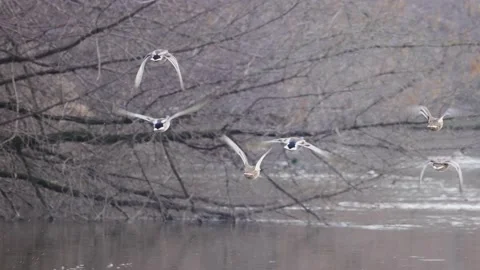 Ducks in flight over the water, 4K slomo Stock Footage 172299787