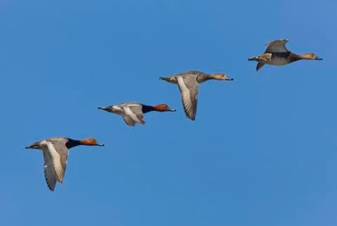Ducks in Flight Stock Photos