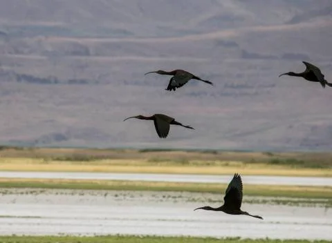 Ducks in flight Stock Photos