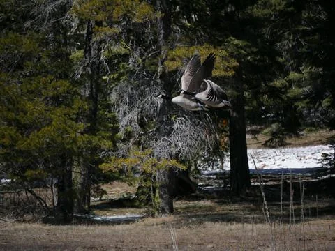 Ducks in flight Stock Photos