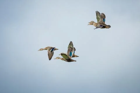 Ducks in flight Foto stock