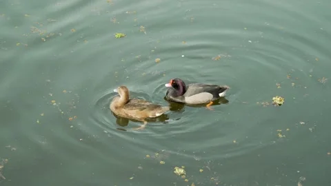 Ducks flirting Stock Footage 211866805