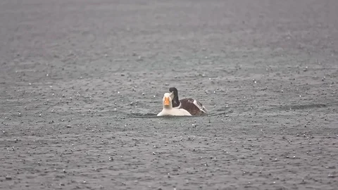 Ducks Flirting In The Rain Stock Footage 125084231