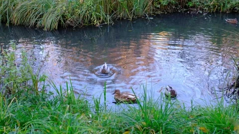 Ducks float and feed in a slow-moving stream near green grass. Stock Footage 321970301