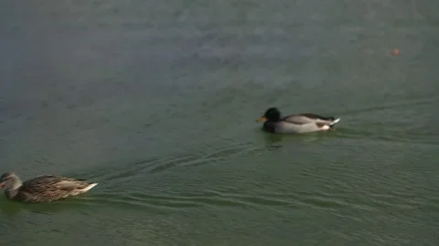 Ducks float in front of the Washington Monument Vidéo 71162329