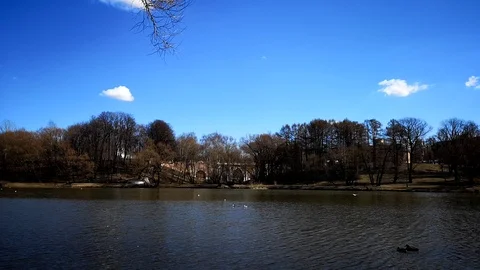 Ducks float on the lake Stock Footage 109334381