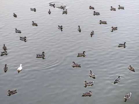Ducks float on the lake Stock Photos