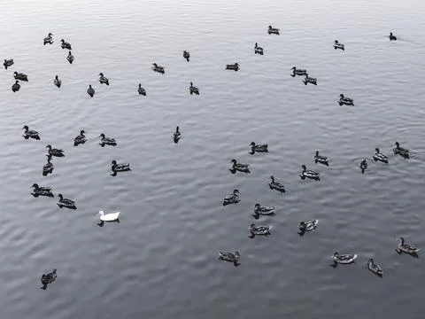 Ducks float on the lake Stock Photos