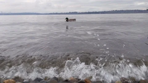Ducks float by the Lake Washington Shore edge as small, choppy w Stock Footage 121236974