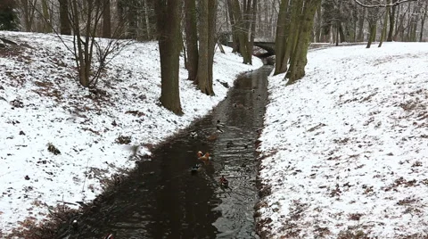 Ducks float in a nonfreezing stream in Lazenki's park, Warsaw Stock Footage 45988372