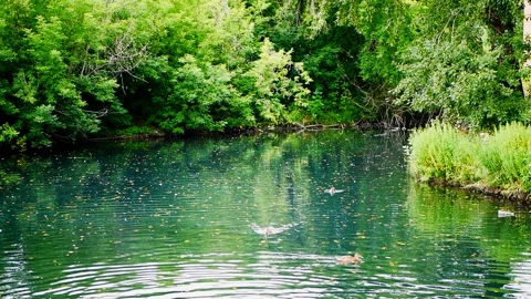 Ducks float in the pond Video stock 115507777