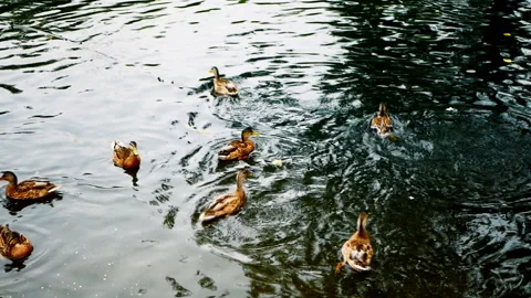 Ducks float in the pond Stock Footage 115507938