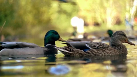 Ducks float in an sunny autumn park Stock Footage 103028015