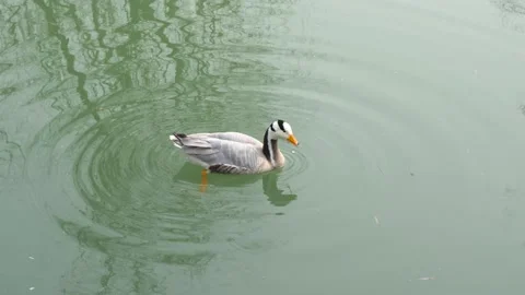 Ducks float on the water and spotted geese Video stock 235574829