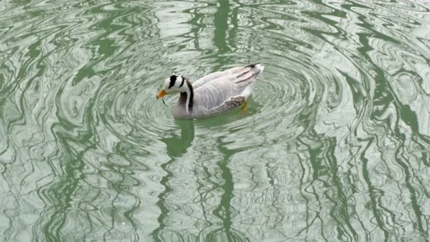 Ducks float on the water and spotted geese Video stock 235576211