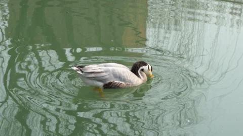 Ducks float on the water and spotted geese Video stock 235576274