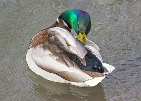 Ducks float in water Stock Photos
