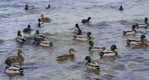 Ducks float in water Stock Photos