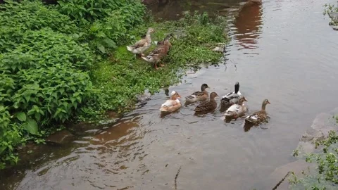 Ducks float on the water. Slow motion Stock Footage