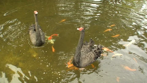 Ducks float on water while bright Hawaiian island fish swim in ocean Stock Footage 125335963