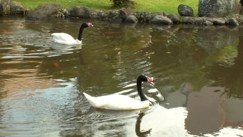 Ducks float on water while bright Hawaiian island fish swim in pond Video stock 125336072