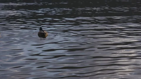 Ducks floating around the dock of lake windermere at sunset Video stock 155226219