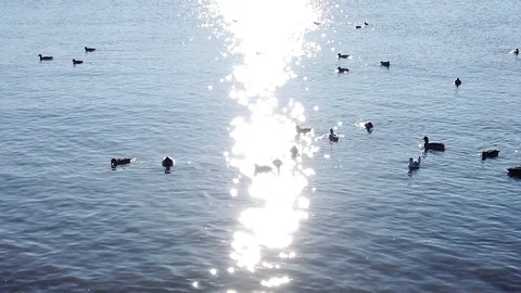 Ducks Floating around Sun's Reflection in Slow Motion Stock Footage 101037416