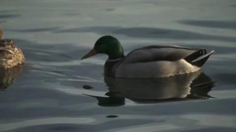 Ducks floating on calm water Stock Footage 331039415