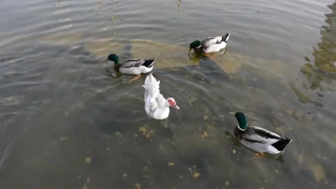 Ducks floating in the city pond.  Video stock 183433418