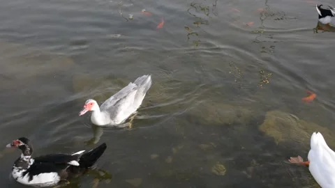 Ducks floating in the city pond.  Video stock 183433424