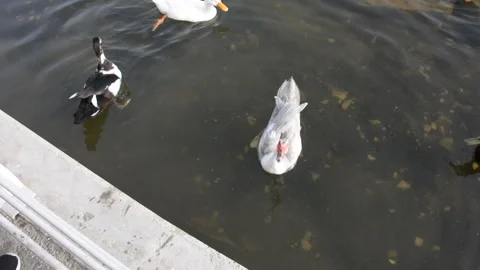 Ducks floating in the city pond.  Video stock 183433457