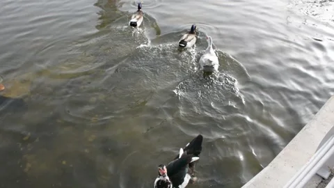 Ducks floating in the city pond.  Video stock 183433528