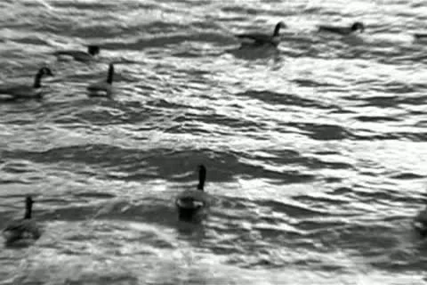Ducks Floating By Stock Footage 14815403