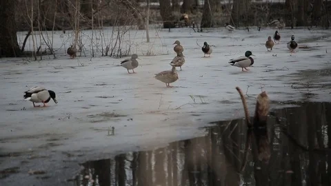 Ducks floating in  forest river at winter day Stock Footage 73324878