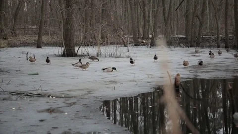 Ducks floating in  forest river at winter day Stock Footage 73324882