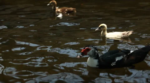 Ducks in floating gardens pond Video stock 40296082