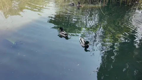Ducks Floating Gently Across a Quiet Urban Pond on a Sunny Day Stock Footage 309762599