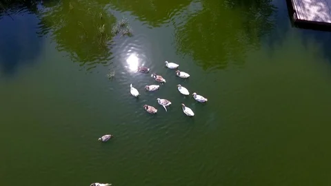 Ducks floating in the lake and sun reflection Stock Footage 110845927