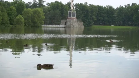 Ducks floating in the lake close-up Vidéo 108306183