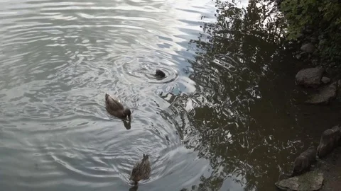 Ducks floating in the lake close-up Vidéo 108306343