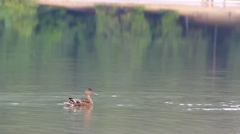 Ducks floating on the lake Stock Footage 12301680