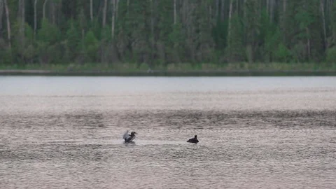 Ducks floating on a lake Stock Footage 88296594