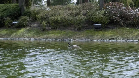Ducks floating in the lake Stock Footage 126092416
