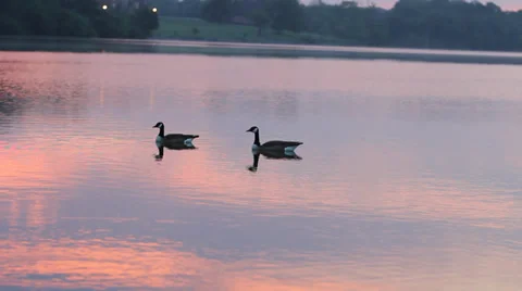 Ducks floating on the lake at sunrise Stock Footage 30223902