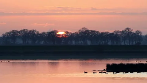 Ducks floating in a lake at sunset  Stock Footage 201614829