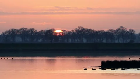 Ducks floating in a lake at sunset  Stock Footage 201641654