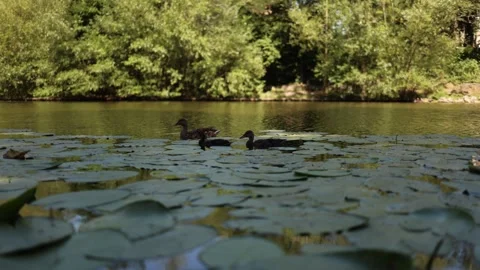Ducks floating on lily-covered lake tranquil moment as ducks glide gently across Stock Footage 312321006